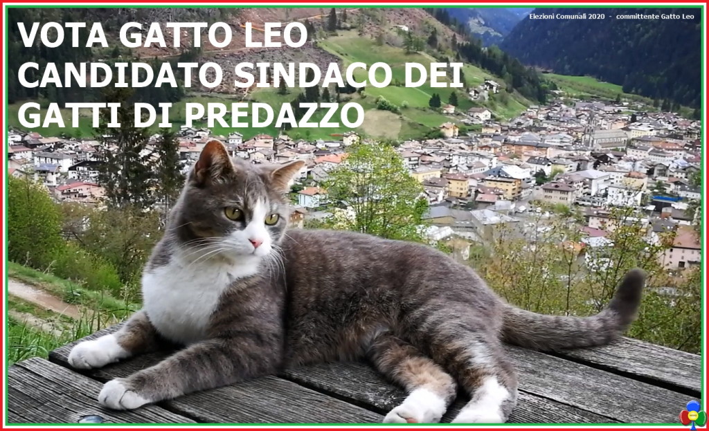 elezioni comunali 2020 candidato sindaco gatto leo predazzo 1024x623 Gatto Leo, candidato sindaco per i gatti di Predazzo 